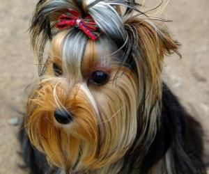 пазл Йоркширский терьер маленькая собака разработана в девятнадцатом веке в провинции Йоркшир, Англия